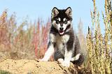 ALASKAN MALAMUTE 041